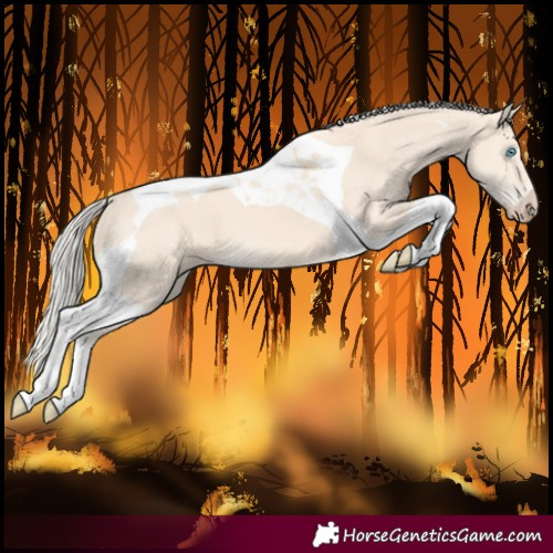 Horse Color:Unknown 