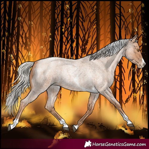 Horse Color:Unknown 