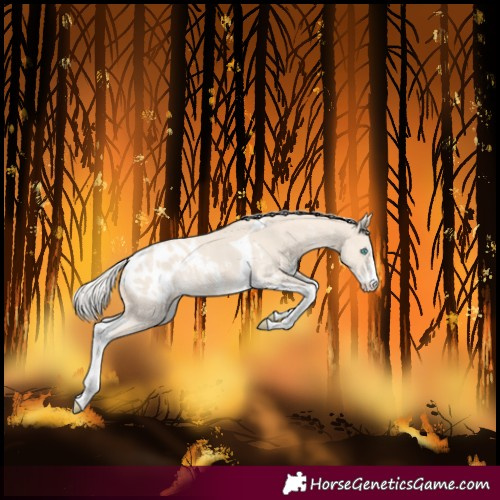 Horse Color:Cremello Sabino Tobiano Blanket