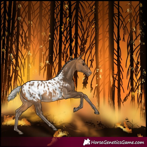 Horse Color:Silver Buckskin Blanket 