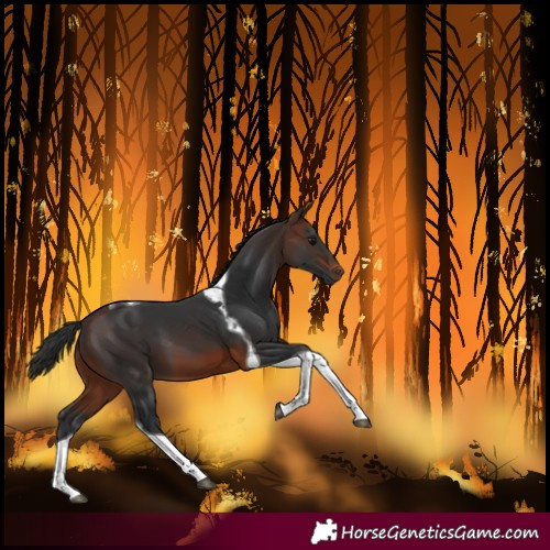 Horse Color:Brown Tobiano 