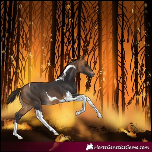 Horse Color:Buckskin Tobiano