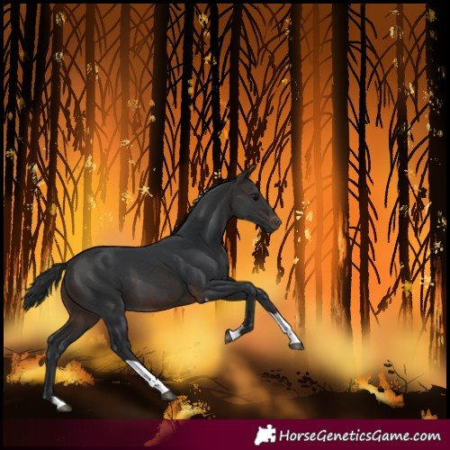 Horse Color:Brown Tobiano