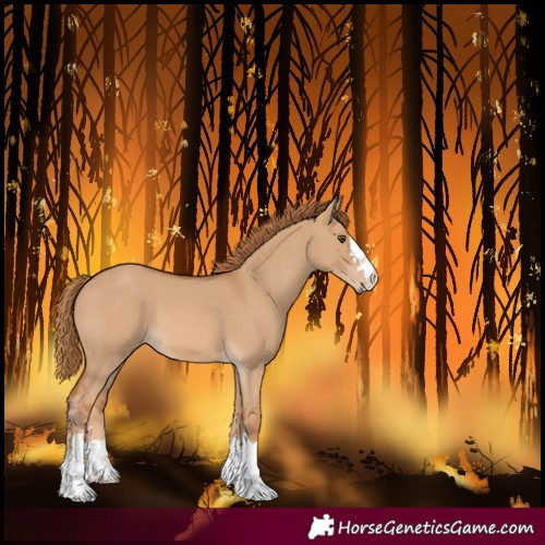Horse Color:Red Dun