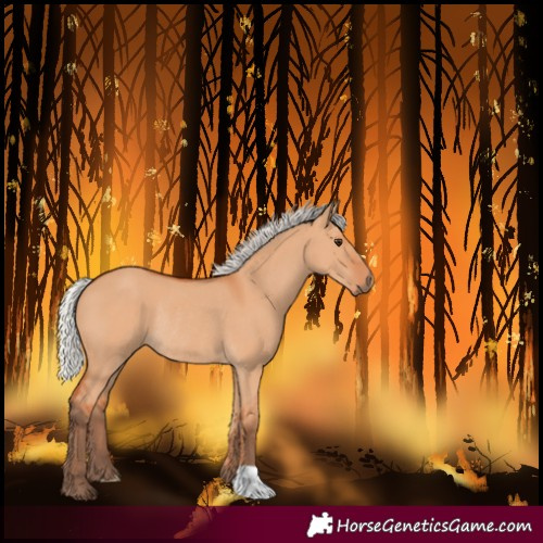 Horse Color:Silver Bay Dun Rabicano