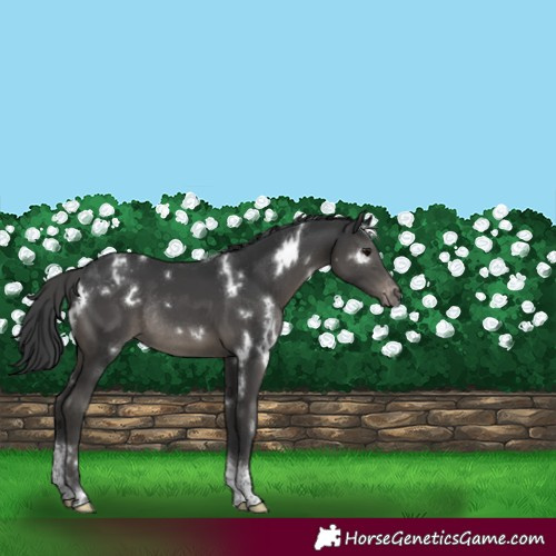 Horse Color:White Spotted Black Tobiano Varnish Rabicano
