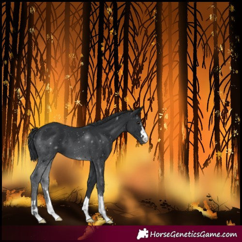Horse Color:Black Varnish 