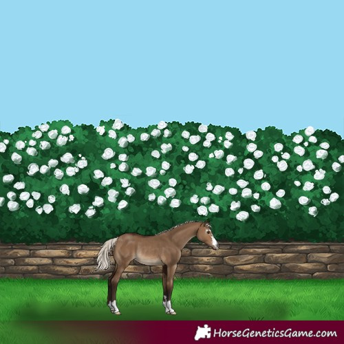 Horse Color:Gray Silver Brown Dun Mushroom Rabicano