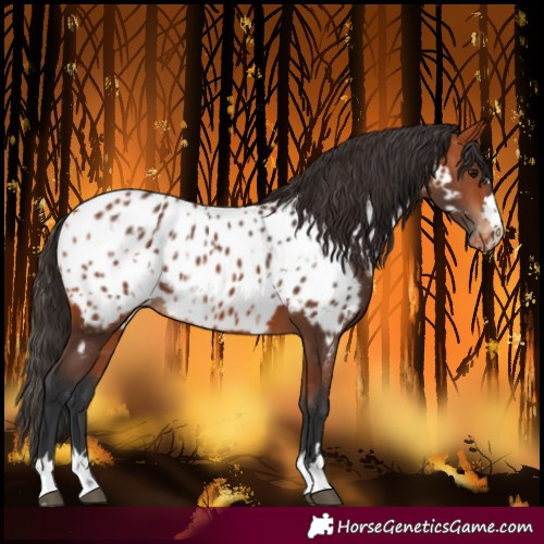 Horse Color:Bay Near Leopard and Bay Near Leopard