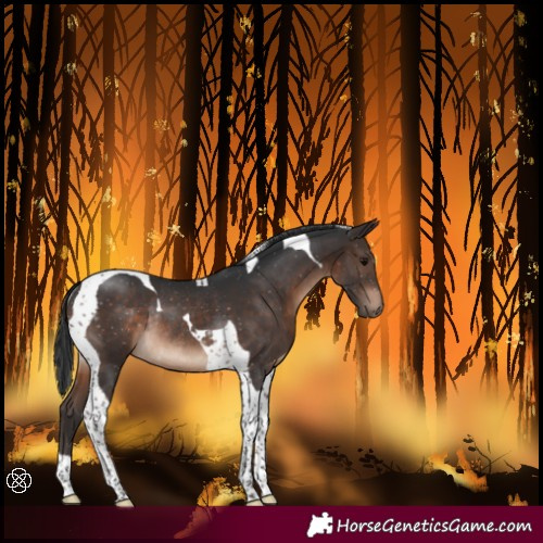 Horse Color:Brown Tobiano Rabicano 