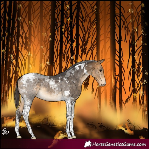Horse Color:Buckskin Tobiano Rabicano 