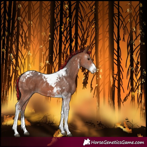 Horse Color:Painted Bay Sabino Tobiano 
