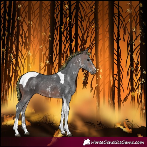 Horse Color:Painted Brown Sabino Tobiano