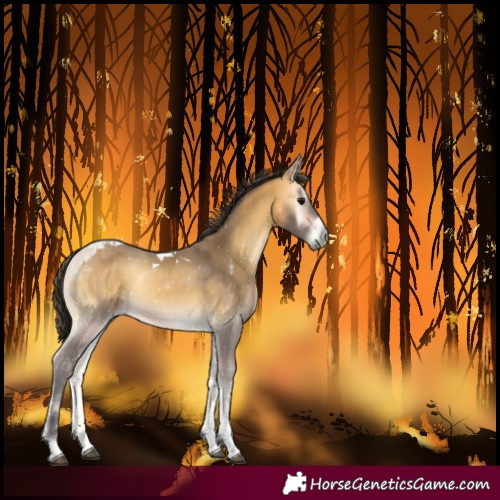 Horse Color:Buckskin Onyx Tobiano 