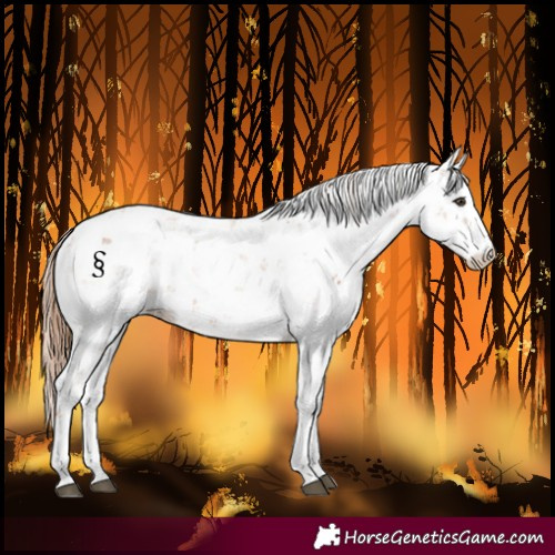Horse Color:Chestnut Sabino 