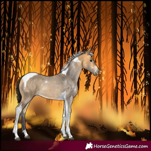 Horse Color:Buckskin Tobiano 