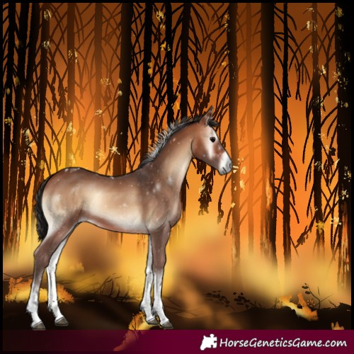 Horse Color:Bay Onyx Tobiano 