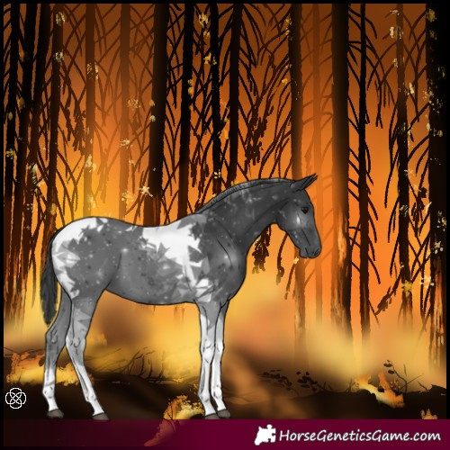 Horse Color:Black Tobiano