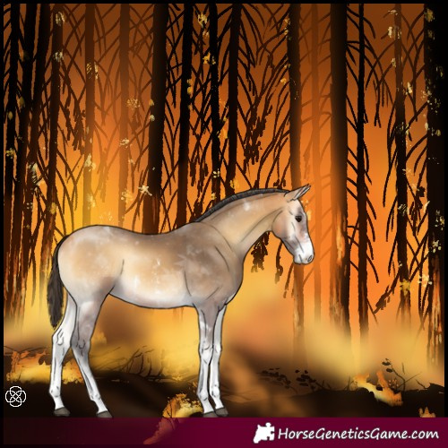 Horse Color:Buckskin Onyx Sabino Tobiano Rabicano