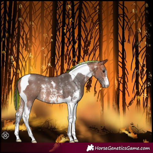 Horse Color:Painted Bay Sabino Tobiano Rabicano