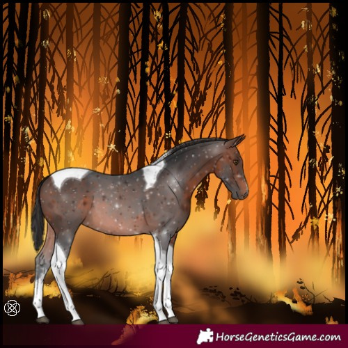 Horse Color:White Spotted Brown Tobiano 