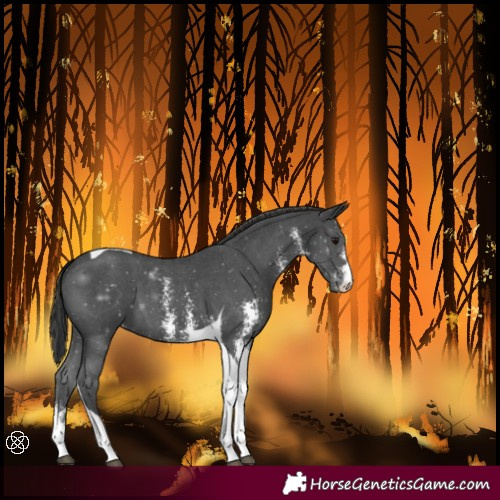 Horse Color:Black Sabino Tobiano