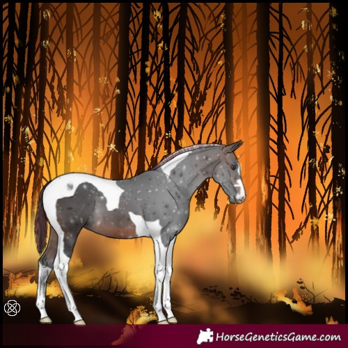 Horse Color:Painted Brown Tobiano