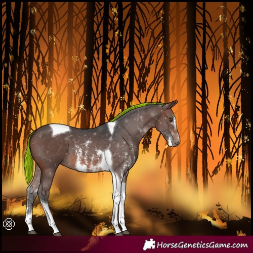Horse Color:Painted Brown Sabino Tobiano