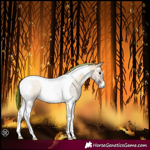 Horse Color:Painted Buckskin Roan Onyx Tobiano 