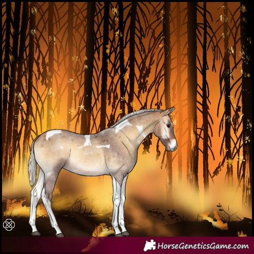 Horse Color:Silver Buckskin Roan Onyx Tobiano 