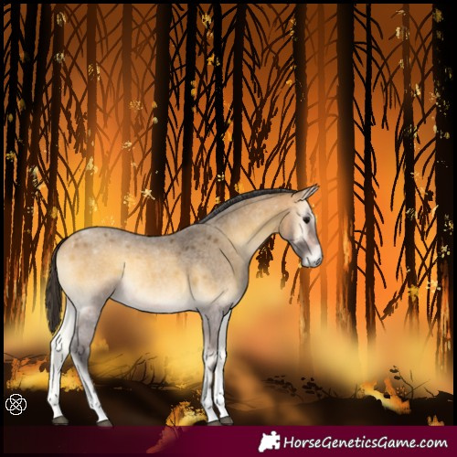 Horse Color:Buckskin Roan Onyx Tobiano