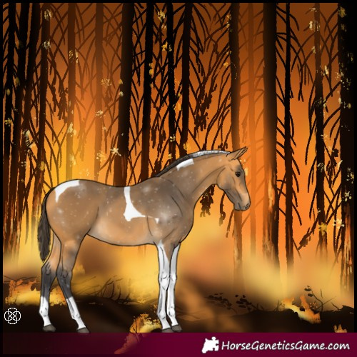 Horse Color:Buckskin Tobiano 