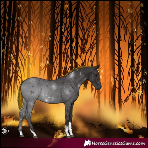 Horse Color:Painted Smoky Black Tobiano 