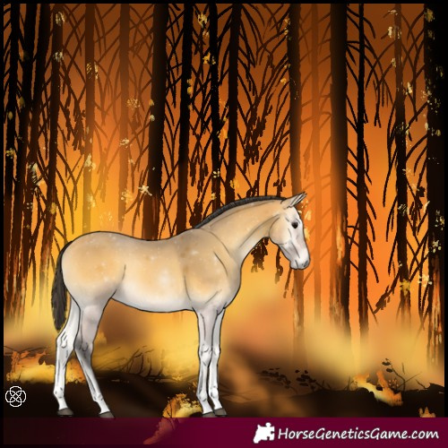 Horse Color:Buckskin Onyx Tobiano