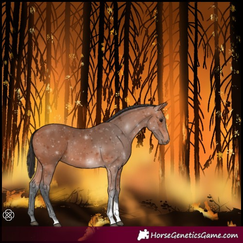 Horse Color:Bay Tobiano 