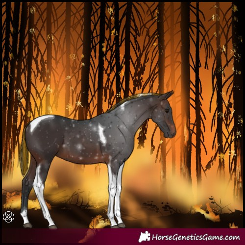 Horse Color:Painted Brown Tobiano