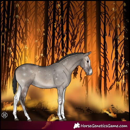 Horse Color:Grullo Onyx Tobiano 
