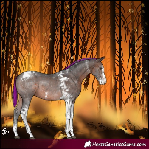 Horse Color:Painted Brown Sabino Tobiano 