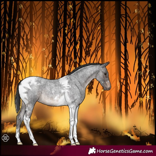 Horse Color:Brown Roan Tobiano