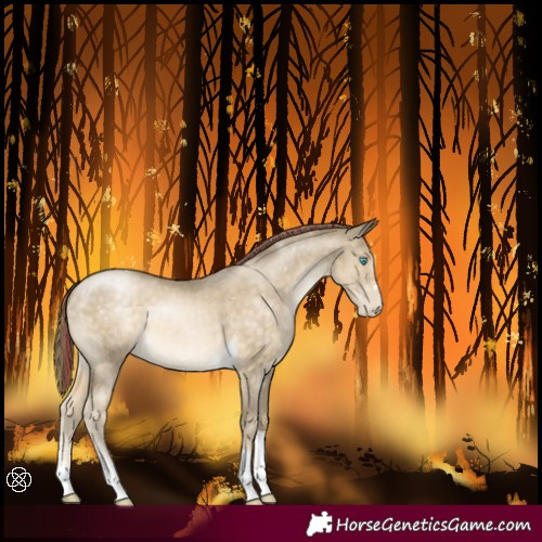 Horse Color:Painted Buckskin Pearl Sabino Tobiano 