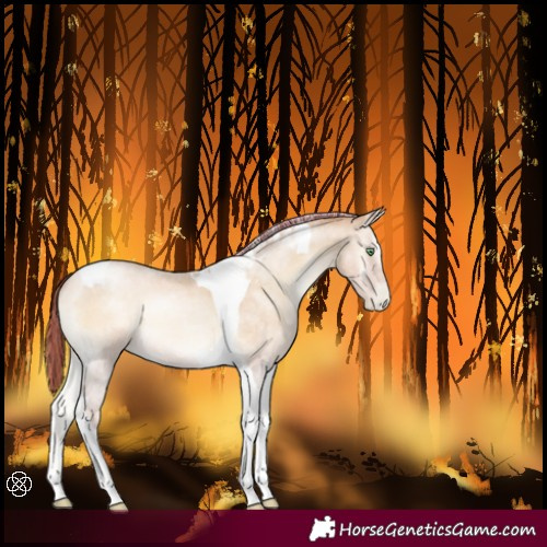 Horse Color:Painted Buckskin Roan Pearl Onyx Tobiano 