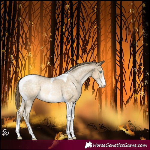 Horse Color:Buckskin Pearl Sabino Tobiano 
