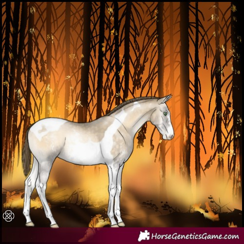 Horse Color:Buckskin Pearl Onyx Sabino Tobiano 