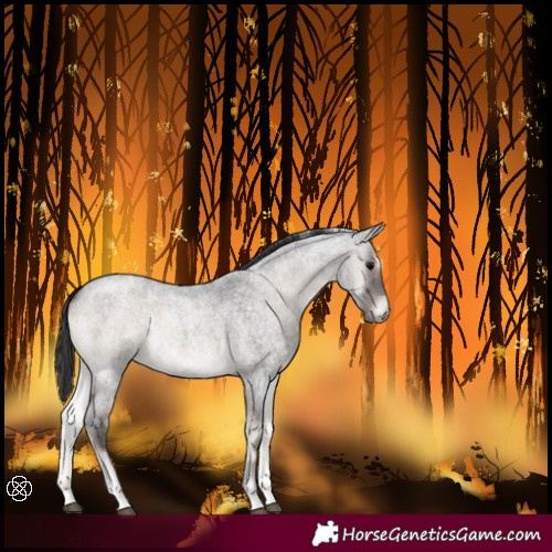 Horse Color:Blue Onyx Roan Tobiano 
