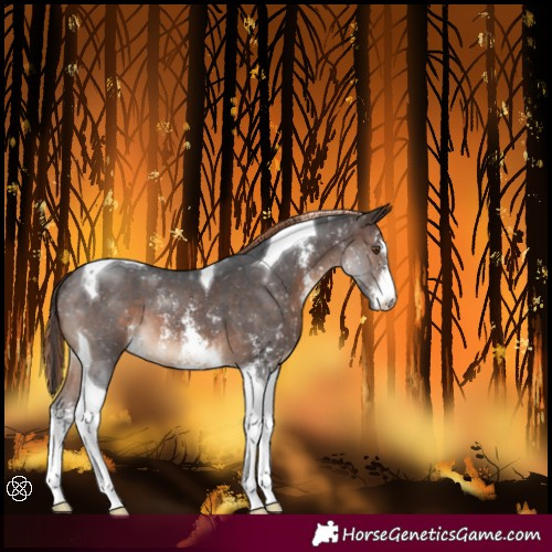 Horse Color:Painted Brown Sabino Tobiano
