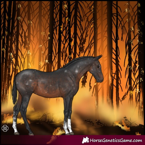 Horse Color:Brown Sabino Tobiano 
