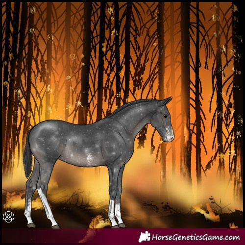 Horse Color:Black Sabino Tobiano 
