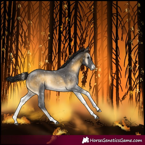 Horse Color:Buckskin Onyx Tobiano 
