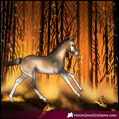 Horse Color:Buckskin Onyx Tobiano