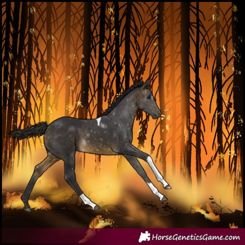 Horse Color:Buckskin Tobiano 